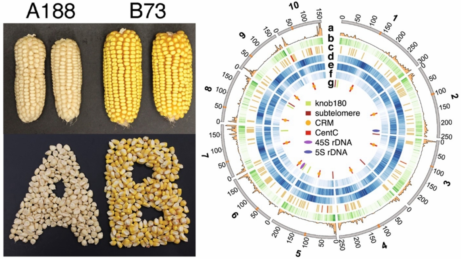 玉米重要自交系a188基因组研究取得突破